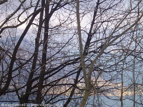 Bare intertwined branches in front of a lake under cloudy sky