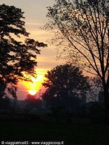 Orange sunrise behind trees in a misty countryside
