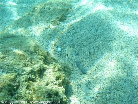 the Seabed..