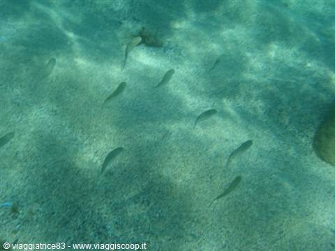 Small fish swim over sandy seabed, sunlight filtering through the water
