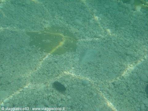 sandy seabed with camouflaged fish in clear green shallow water