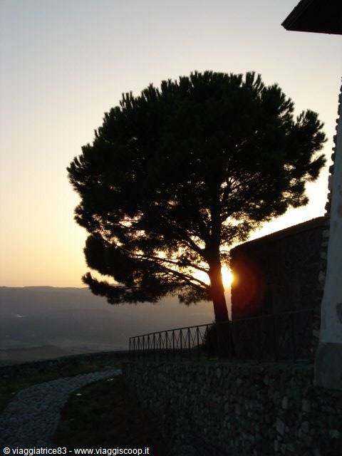 Pine tree backlit beside a stone wall, on the hill at dawn