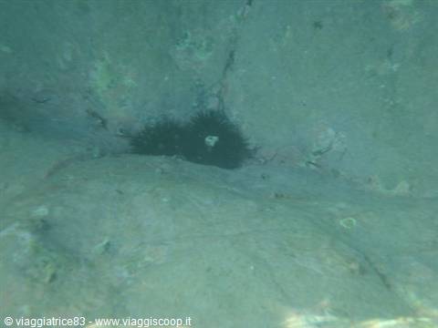Black sea urchin nestled in pale rock underwater