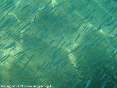 School of small blue fish swims in clear turquoise water over rocky seabed