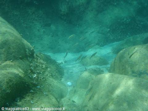 Small fish swimming between submerged rocks in clear green water