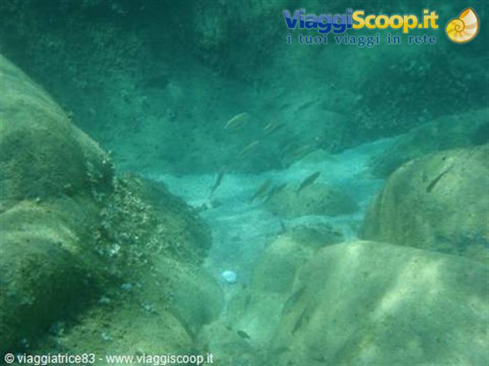 Small fish swimming between submerged rocks in clear green water