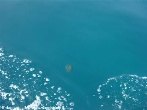 Huge orange jellyfish 
