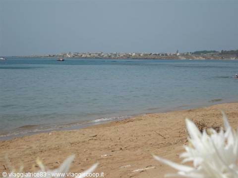 white flowers on golden sand facing turquoise sea and distant village