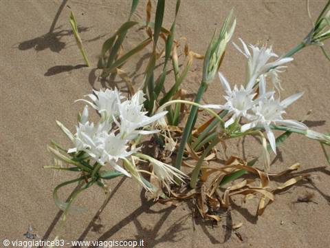 flowers born on the sand