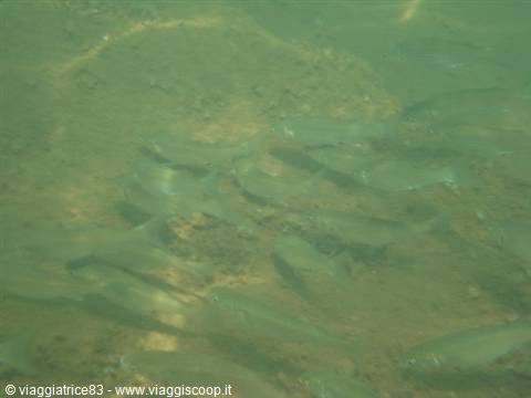 Seabeds at Vulcano 