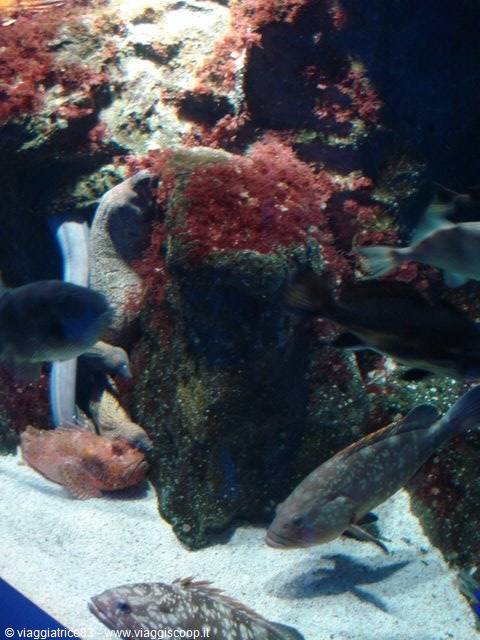 Scorpionfish and groupers swim among algae-covered rocks in aquarium