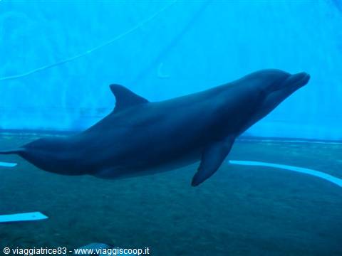 dolphin