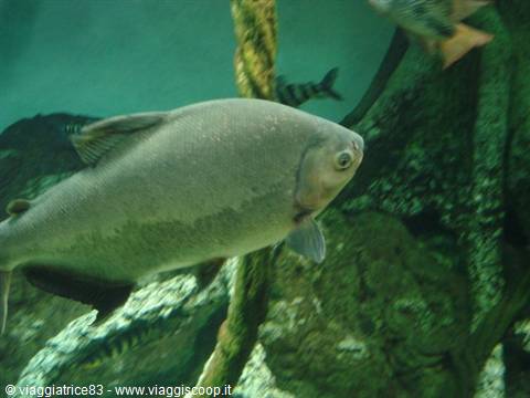 Gray fish swim in a tank with rocks and driftwood under green light