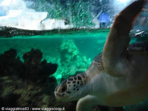 Sea turtle swimming in an aquarium tank, green water and rocks