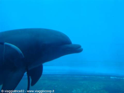 Dolphin swimming in blue-green water, snout and fins clearly visible