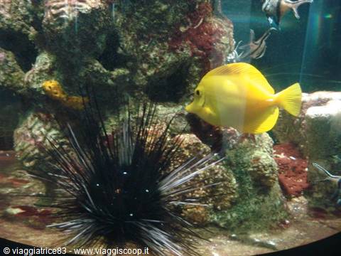 Yellow tang swims beside a black sea urchin in an aquarium