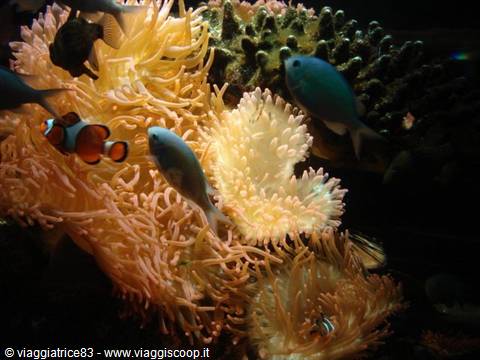 Clownfish swimming among glowing sea anemones in a marine aquarium