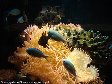 Blue and clownfish swim among yellow anemones and corals in aquarium