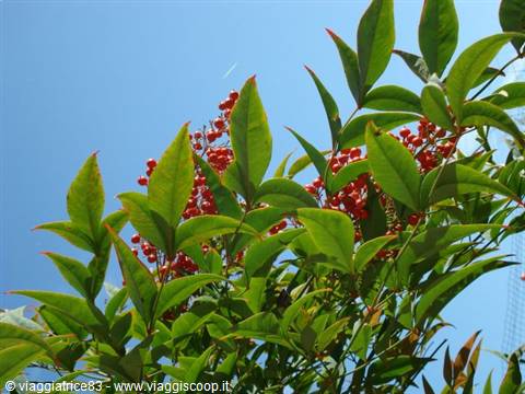 Red nandina berry clusters among green leaves, blue sky