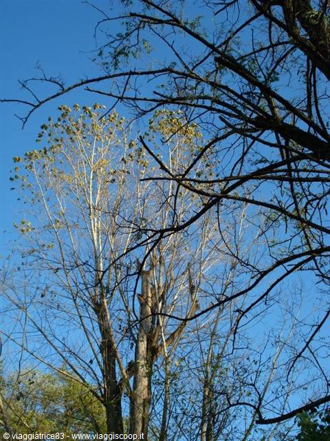 Bare branches and yellowing treetops against the blue sky