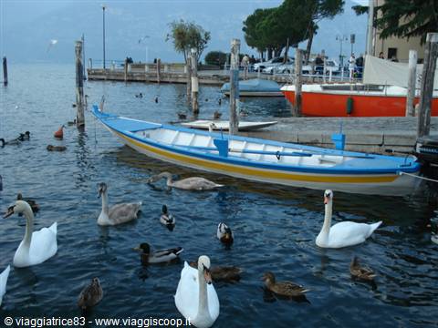 Swans and ducks swim beside a moored blue rowboat at the lake pier