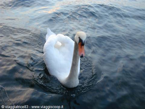 White swan swimming on dark rippled water, orange beak open