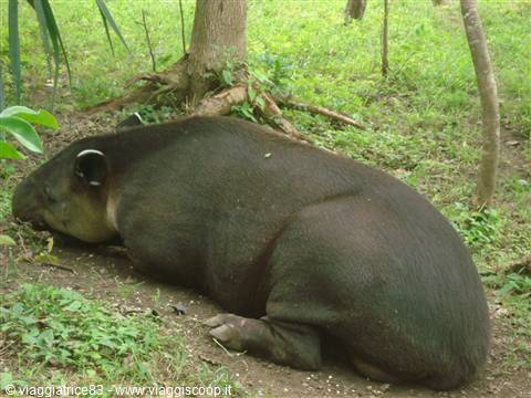 tapir.. striped,,