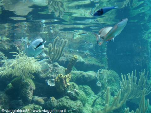 the wonders under water