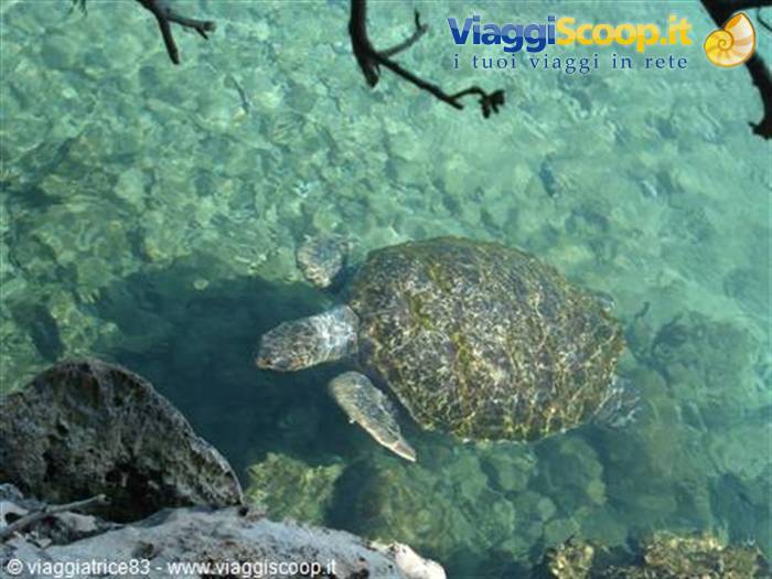 turtles