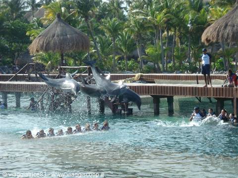 dolphins!