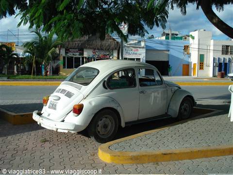 beautiful Mexican Beetle