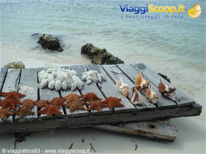 Starfish, corals and shells for sale on wooden planks by turquoise sea