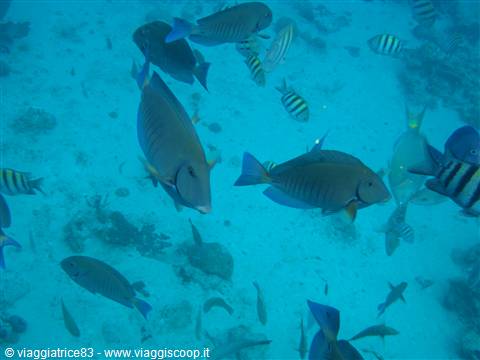 Chankanaab Reef