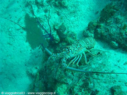 Paradise Reef-lobster-