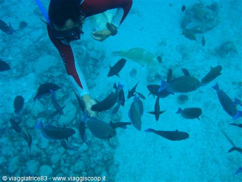 what seabeds.-..