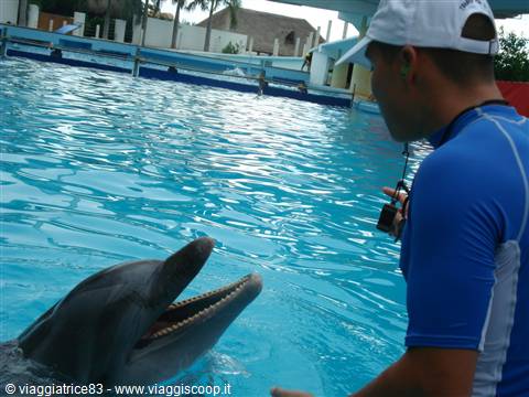 Dolphin... curious..