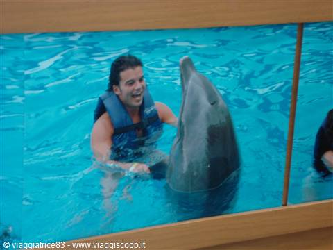 Man in life jacket swims beside a dolphin in a pool