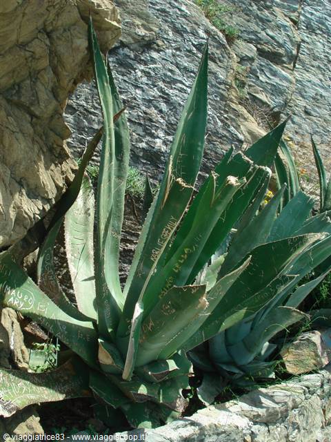 poor aloe