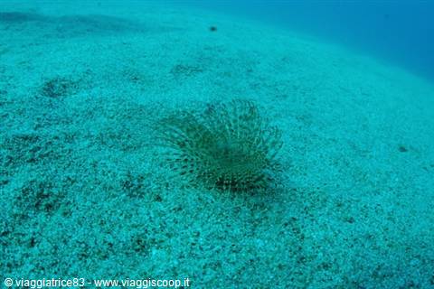 Anemone on the sandy seabed in turquoise-green underwater light