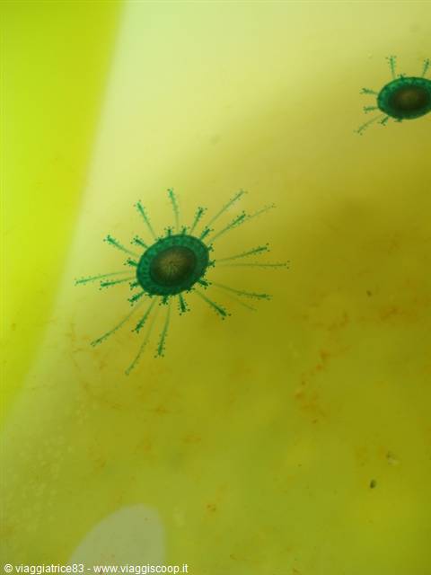 Green microorganisms with radial tentacles in a yellow-lit drop