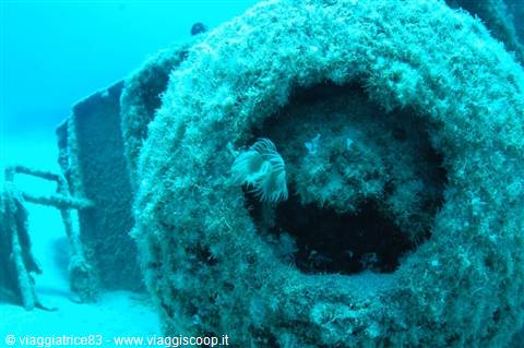 Sunken shipwreck covered in algae with tubeworm in blue light