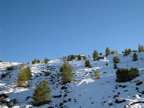Scattered conifers on a snowy slope beneath a blue sky