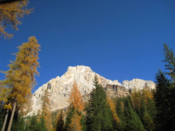Grey dolomite rock face above golden larches and firs, blue sky