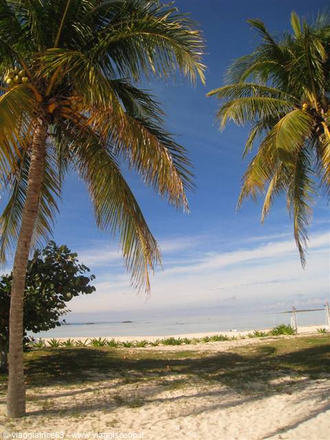 Coconut palms on white sand, turquoise sea and blue sky
