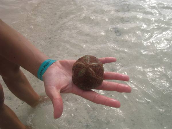 Round sea urchin held in an open hand above clear shallow water