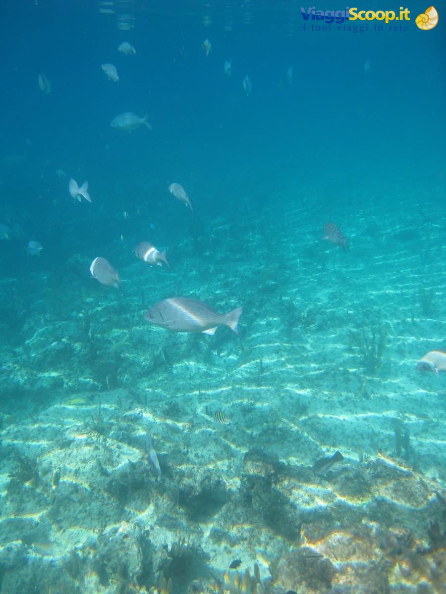 at the bottom of the sea