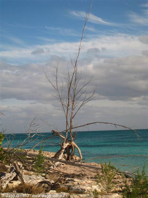Bare leaning tree on white rocky shore before turquoise sea and cloudy sky