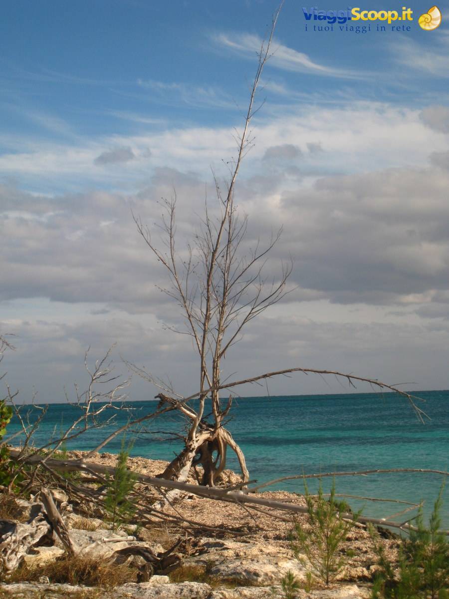 Bare leaning tree on white rocky shore before turquoise sea and cloudy sky