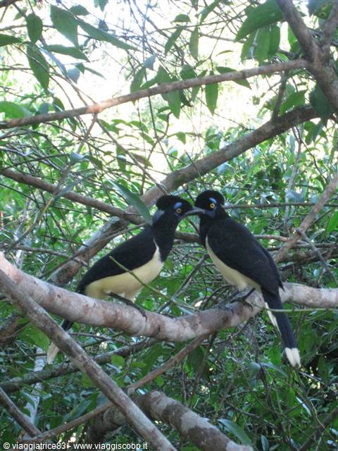 Two yellow and black birds touching beaks on a branch among green leaves