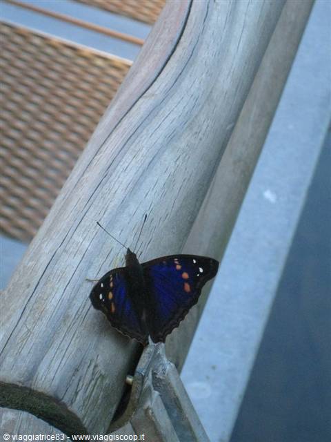 Blue Butterfly